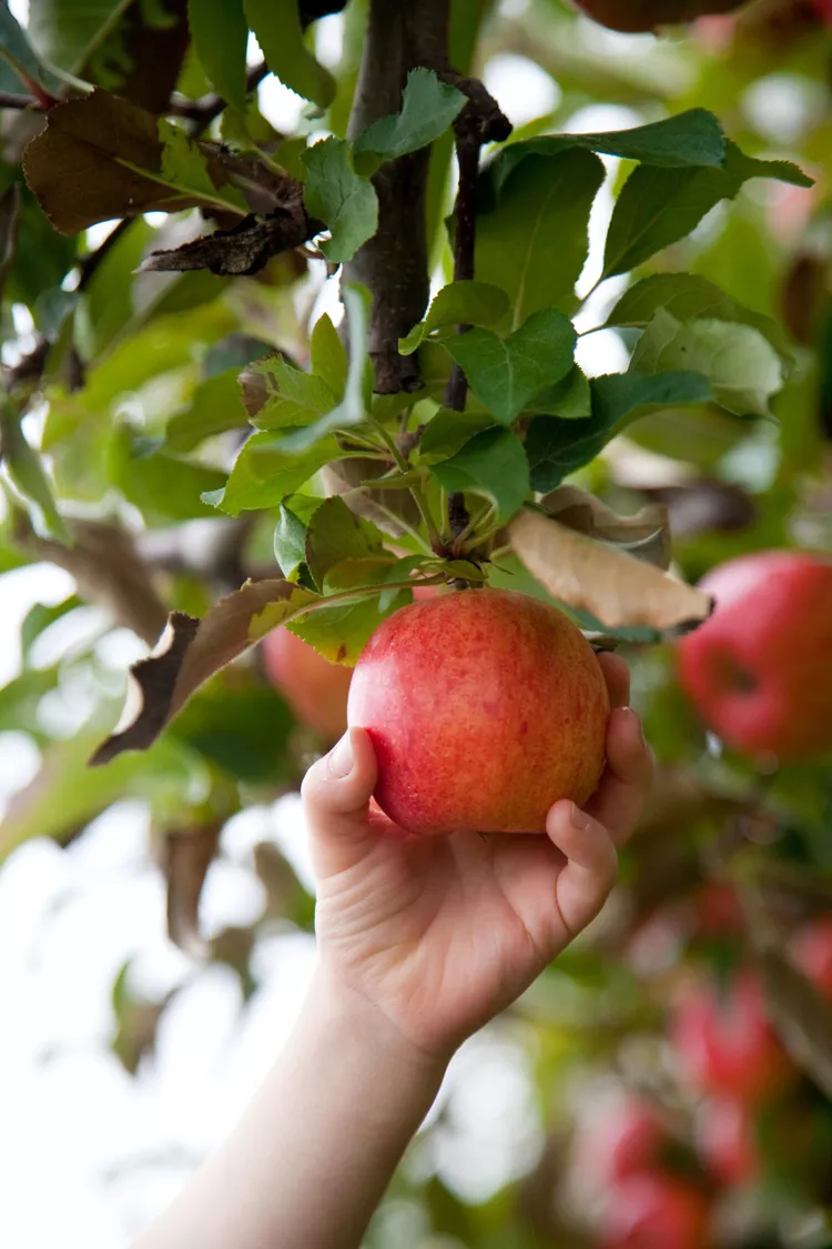 How and When to Prune Apple Trees 