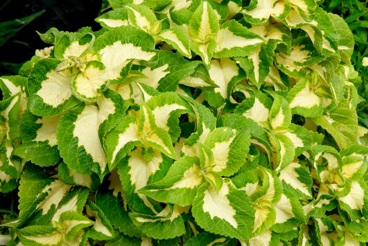 How to Plant and Grow Coleus Plants for Their Gorgeous Leaves