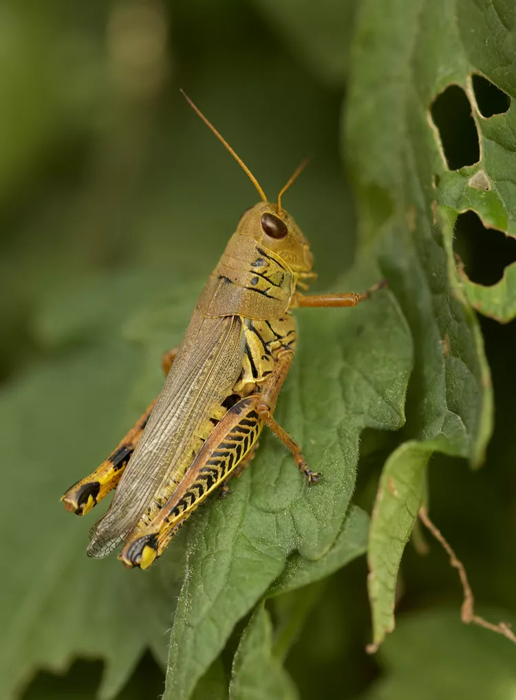 How to Get Rid of Grasshoppers So They Don't Eat Your Plants 