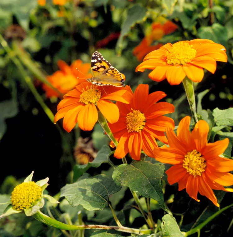 27 Colorful Butterfly Plants to Attract These Pretty Pollinators