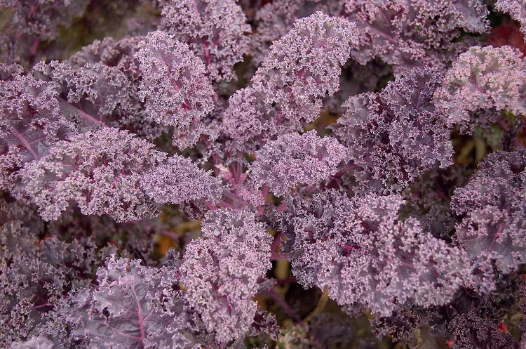 10 Best Companion Plants for Kale