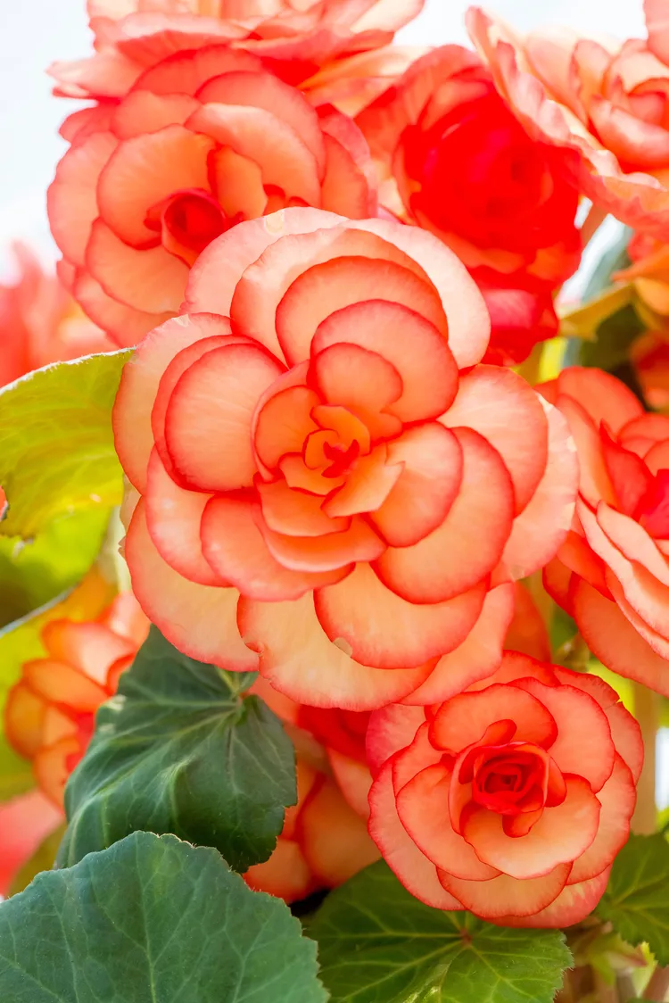 6 Reasons Why Begonia Flowers Should Be in Every Garden