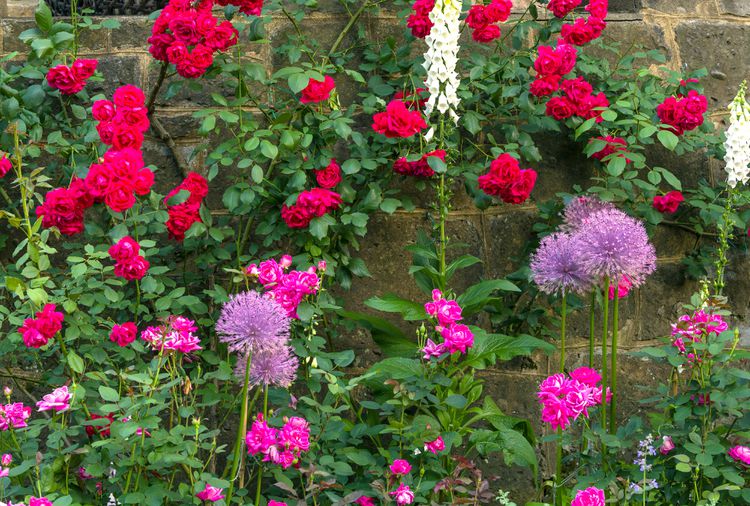 10 Pest-Repelling Companion Plants for Roses