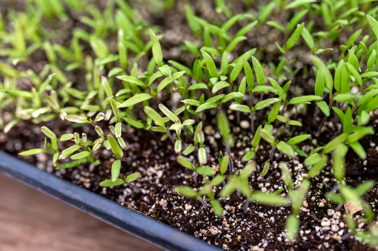 Prevent Damping Off Disease in Seedlings with These 8 Simple Tips