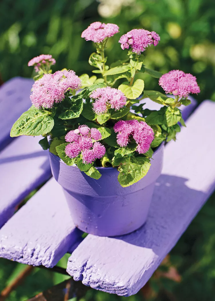 How to Plant and Grow Ageratum