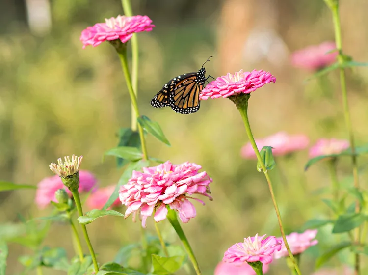 9 of the Most Gorgeous Zinnias You Absolutely Should Grow This Summer