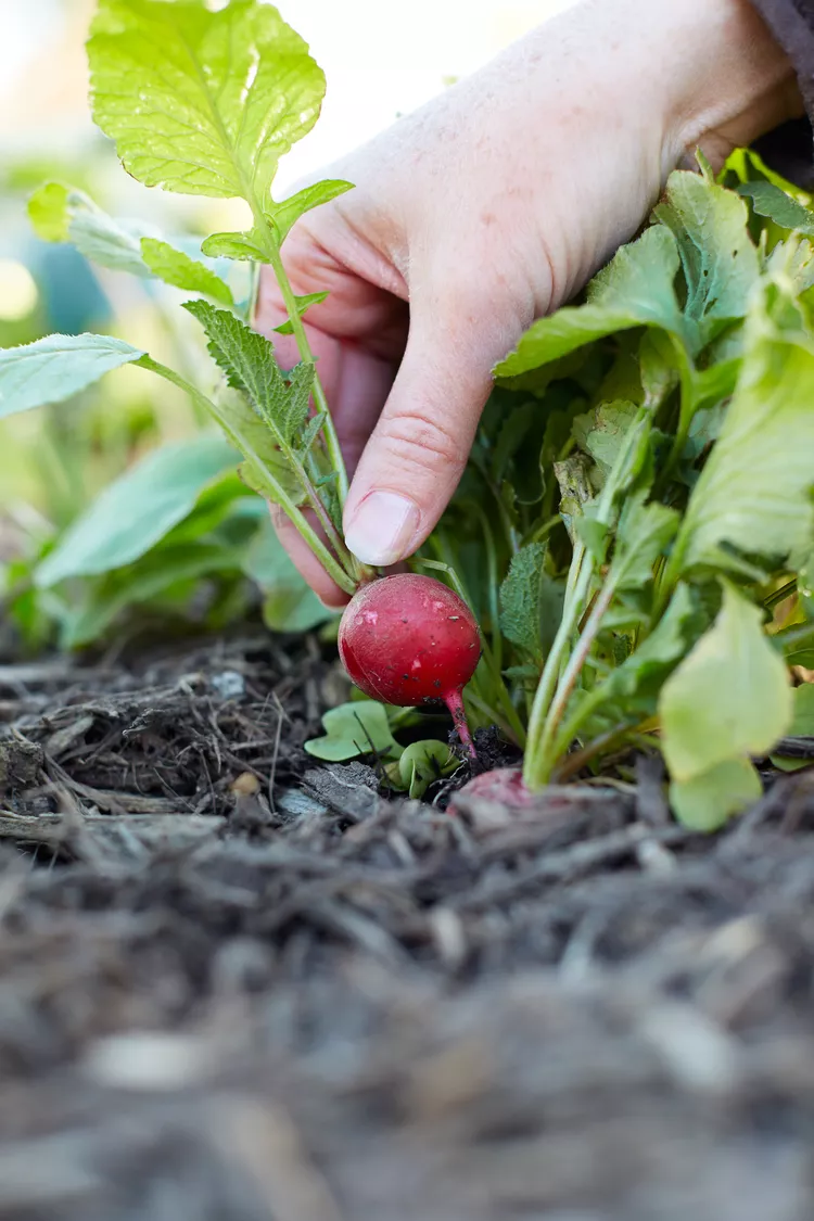 How to Plant and Grow Radishes