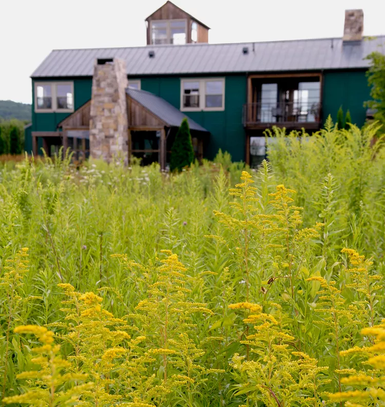 8 Surprising Benefits of Letting Your Grass Grow Long