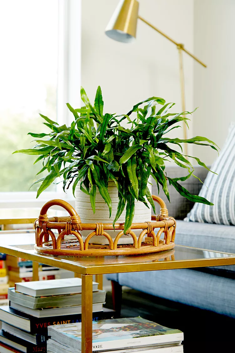 9 Indoor Ferns That Will Make Your Home a Tropical Paradise