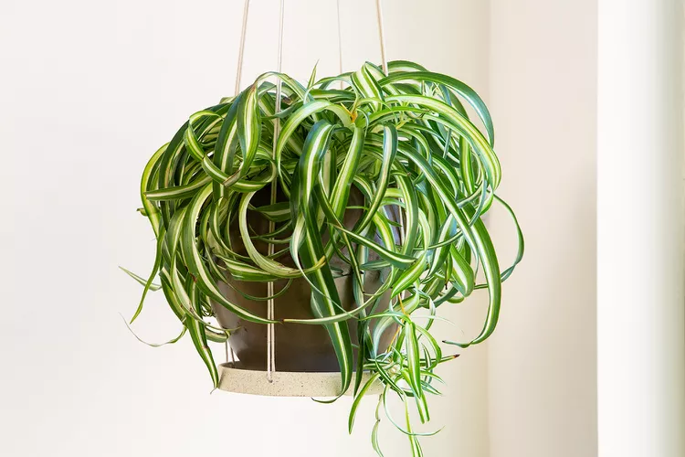 10 Easy-Care Indoor Plants That Are Safe for Cats