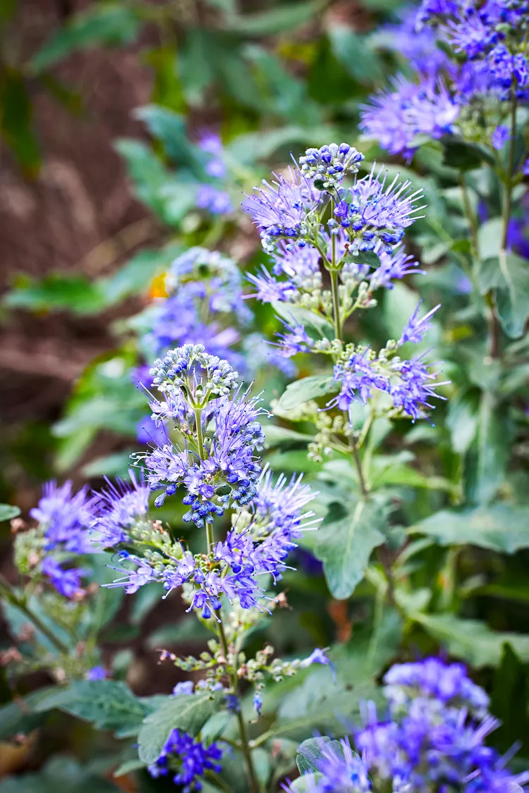 25 Top Plant Picks from the Better Homes & Gardens Test Garden®