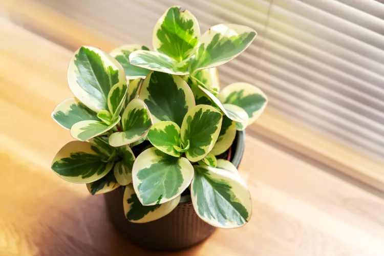 How to Plant and Grow Peperomia