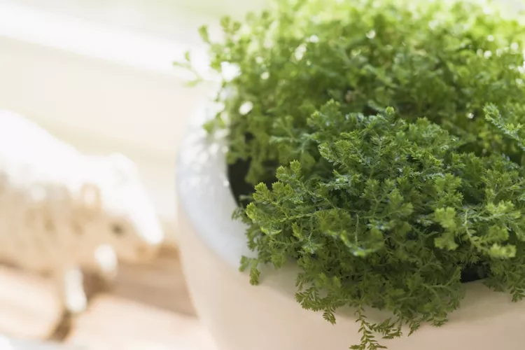 How to Plant and Grow Spike Moss