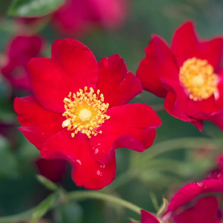 How to Plant and Grow Groundcover Rose