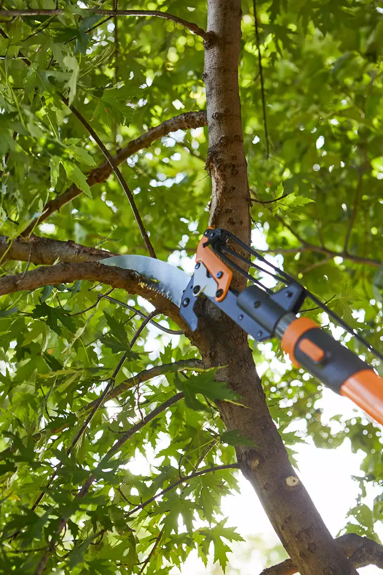 When and How to Prune Trees Safely, Including Challenging Branches