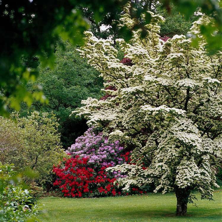 13 Fast-Growing Trees for a Privacy Screen in Your Yard