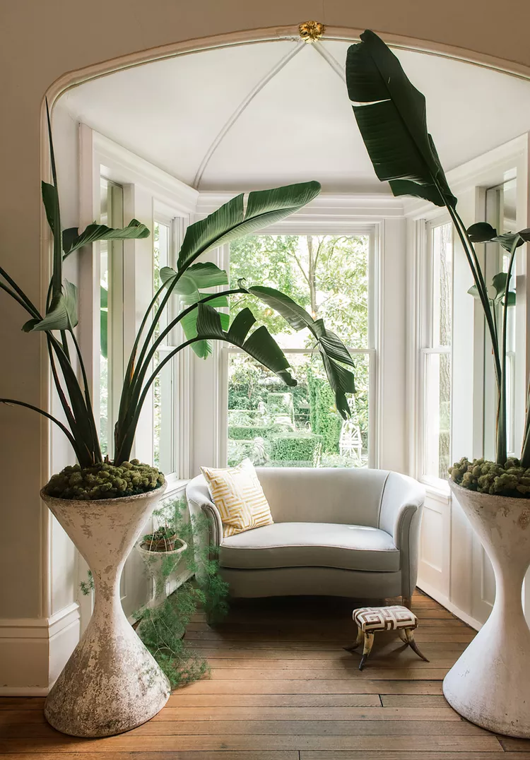 9 Best Large Indoor Plants for Making a Big Statement