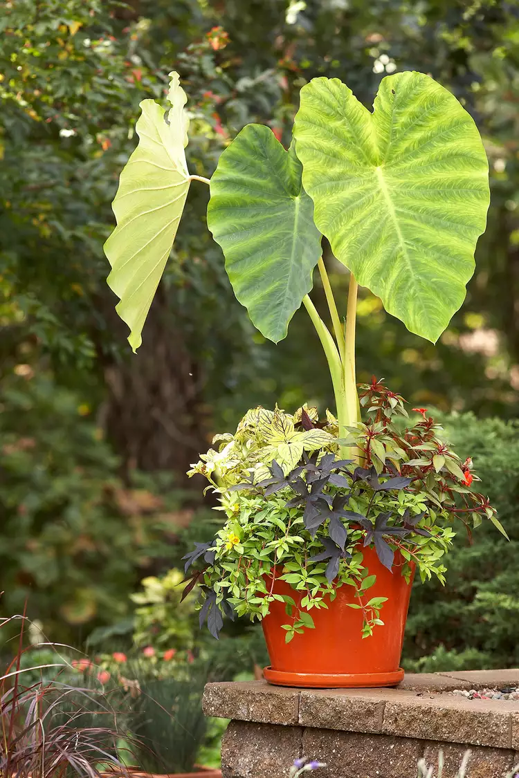 How to Create Beautiful Tropical Planters and Container Gardens