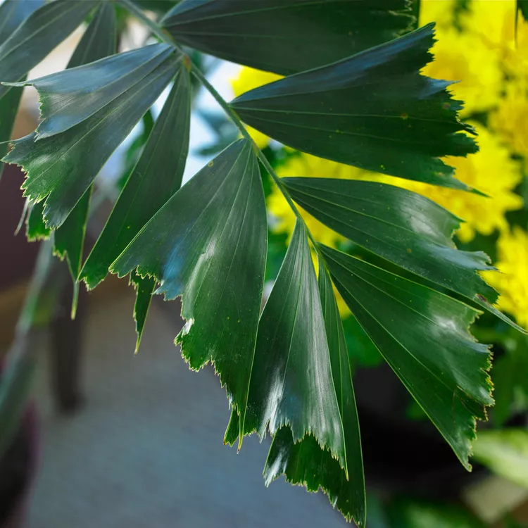 How to Plant, Grow, and Care for Fishtail Palm