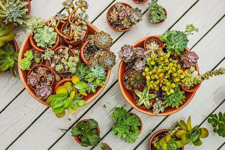 How to Repot Succulents to Keep Them Healthy and Thriving