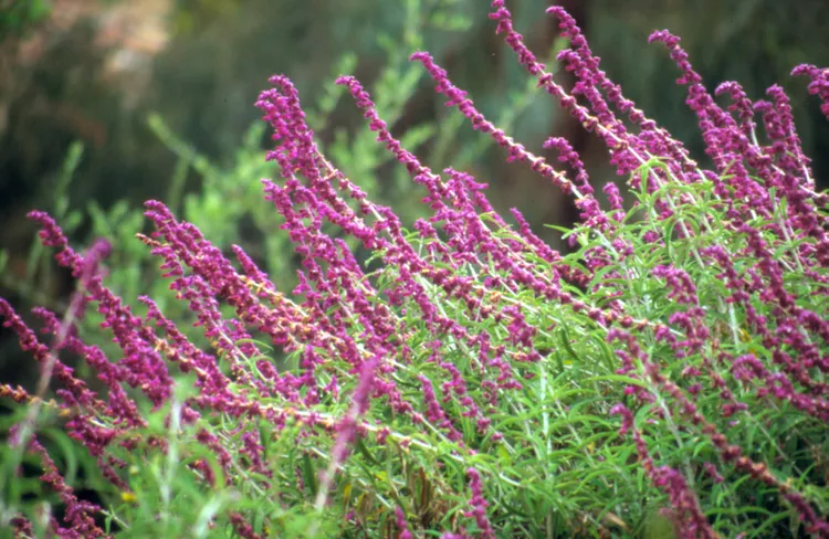 25 Fall-Blooming Perennials That Keep Flowering Until Frost