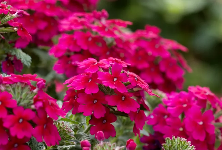 Is Verbena a Perennial or Annual Plant?