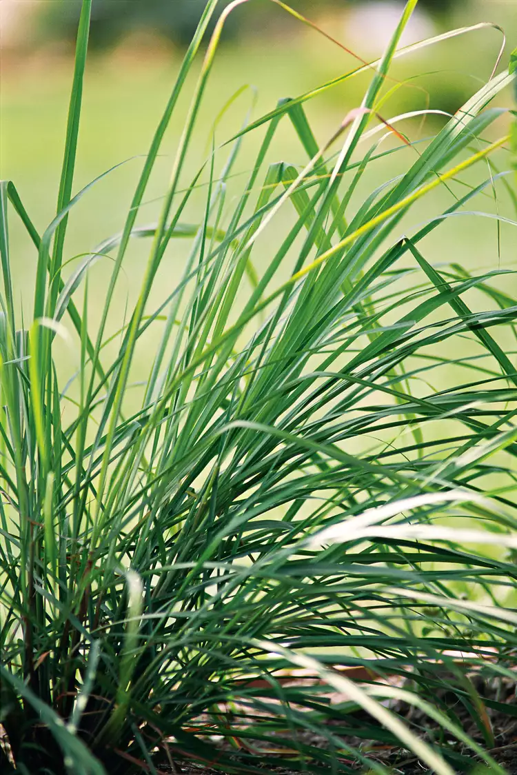 Is Lemongrass a Perennial? Plus, How to Overwinter This Herb 