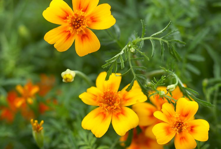 The Best Types of Marigolds for Colorful Flowers and Keeping Bugs Away