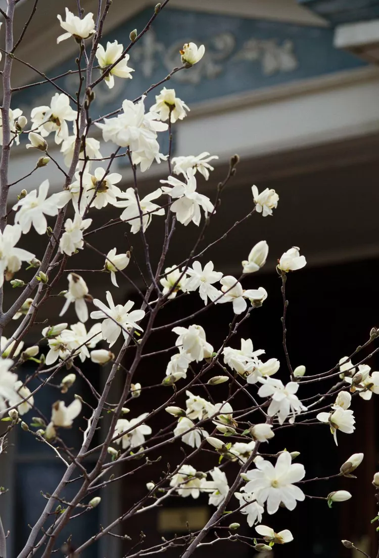 Yes, You Can Grow Magnolia Trees in Pots—Here’s How to Succeed 