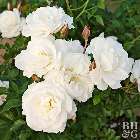 How to Plant and Grow Floribunda Rose