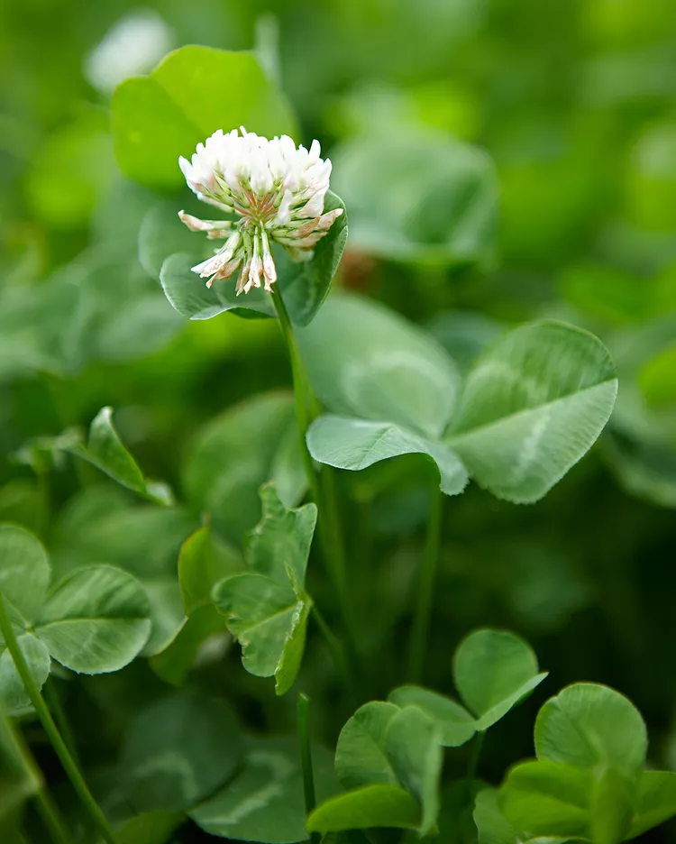 How to Get Rid of Clover in Lawns	 