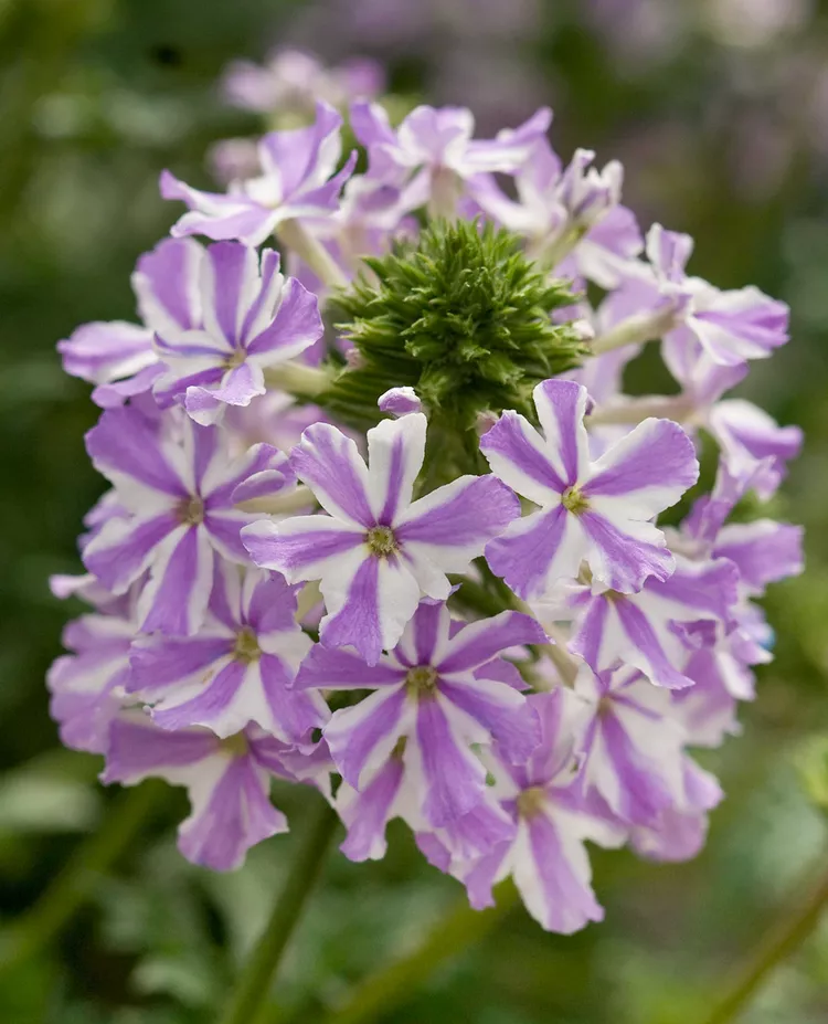 How to Plant and Grow Verbena