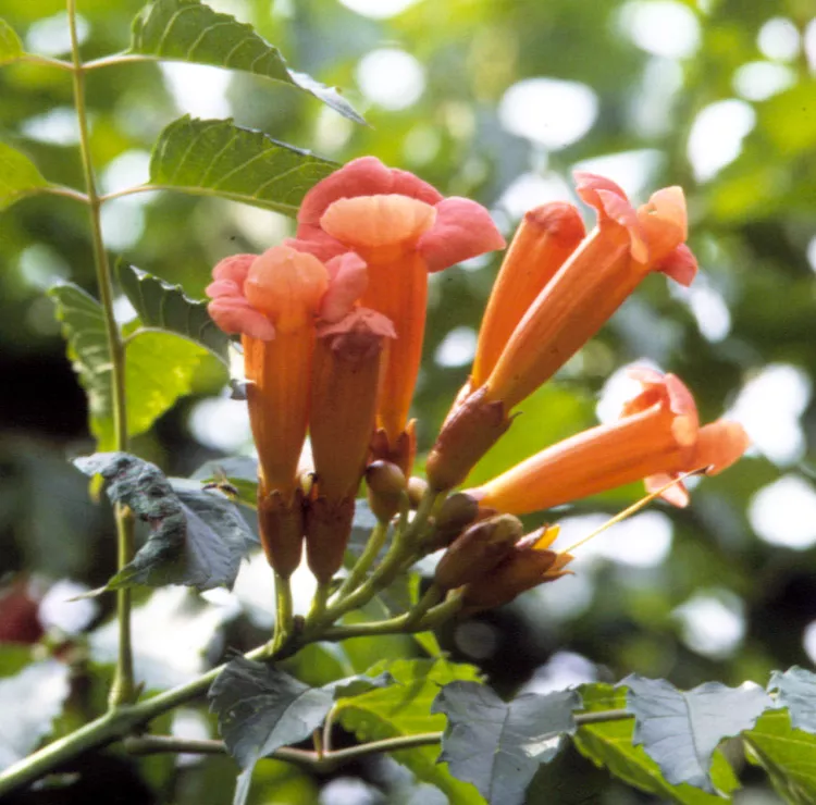 How to Plant and Grow Trumpet Vine