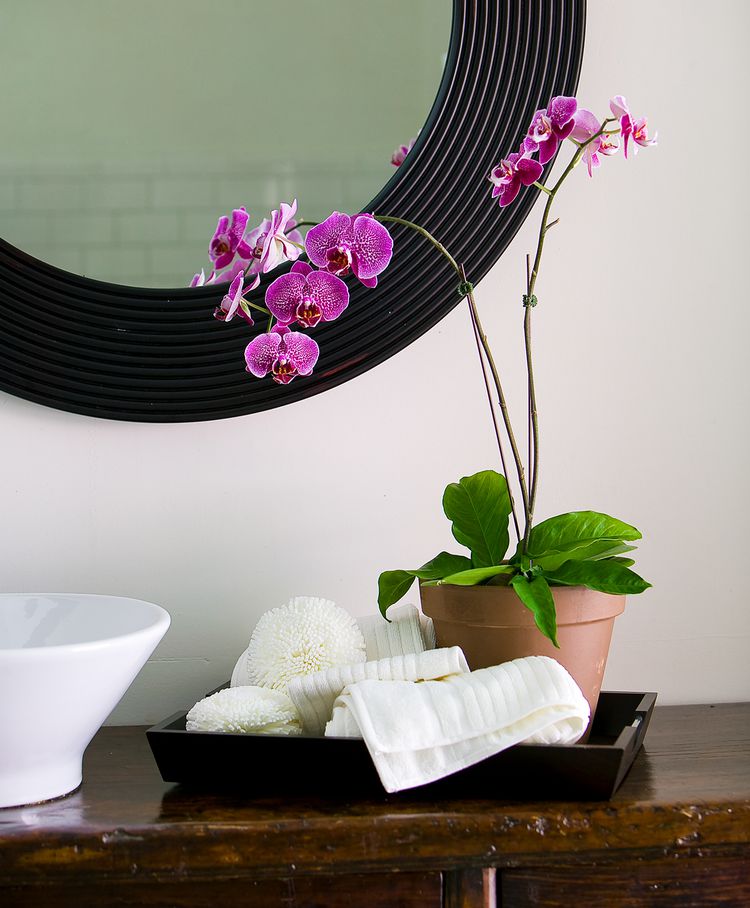 11 Bathroom Plants That Thrive in Humidity