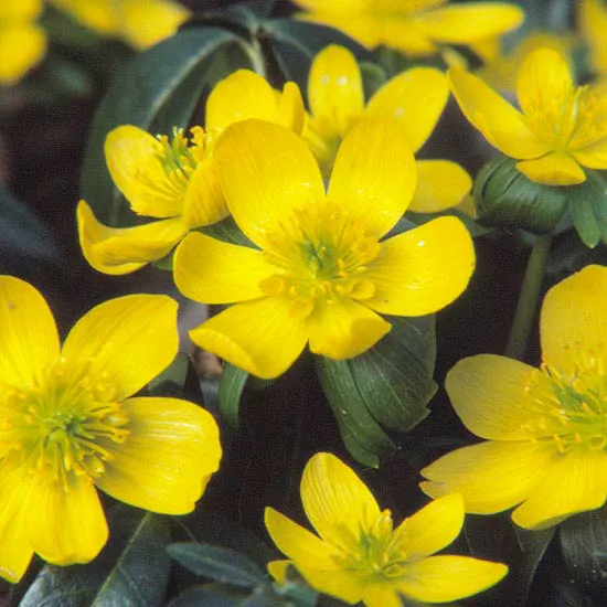 How to Plant and Grow Winter Aconite