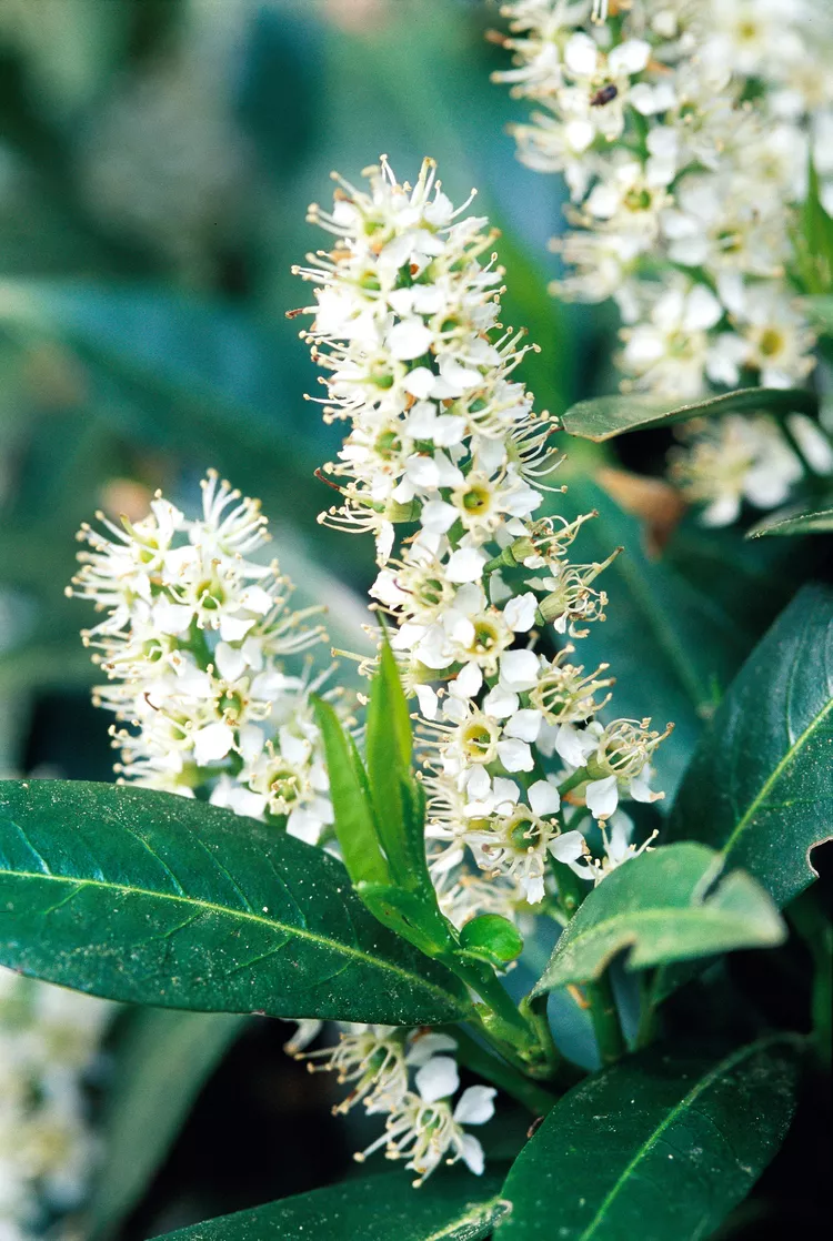 How to Plant and Grow Cherry Laurel