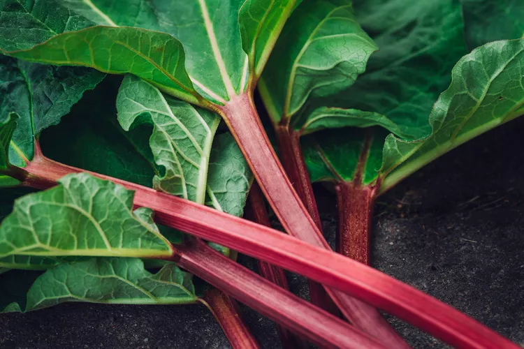 8 Simple Tips for Harvesting Rhubarb at Its Peak