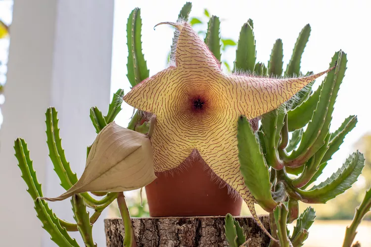 How to Grow and Care for Stapelia