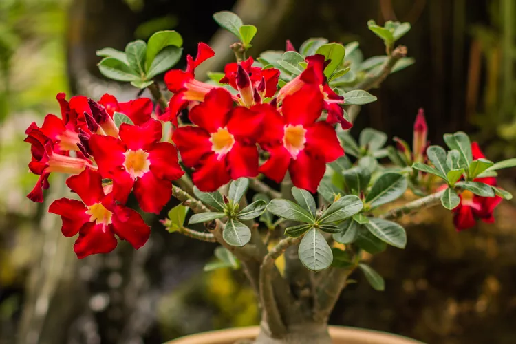 How to Grow and Care for Desert Rose