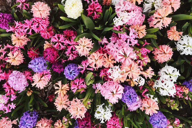 5 Facts About Hyacinths That Will Make You Want to Plant Your Own