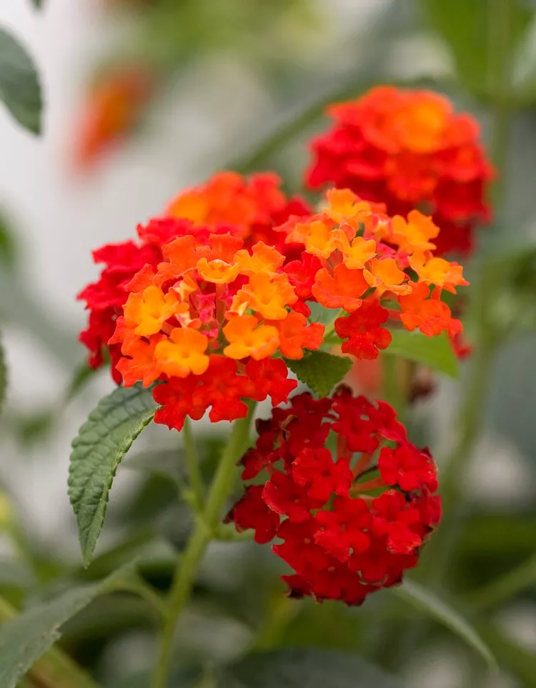 How to Plant and Grow Lantana