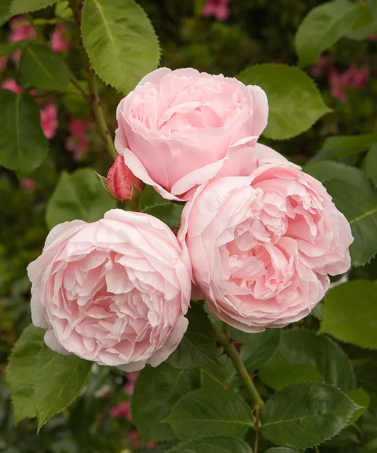 17 of the Most Fragrant Roses for Sweet Scents All Season Long