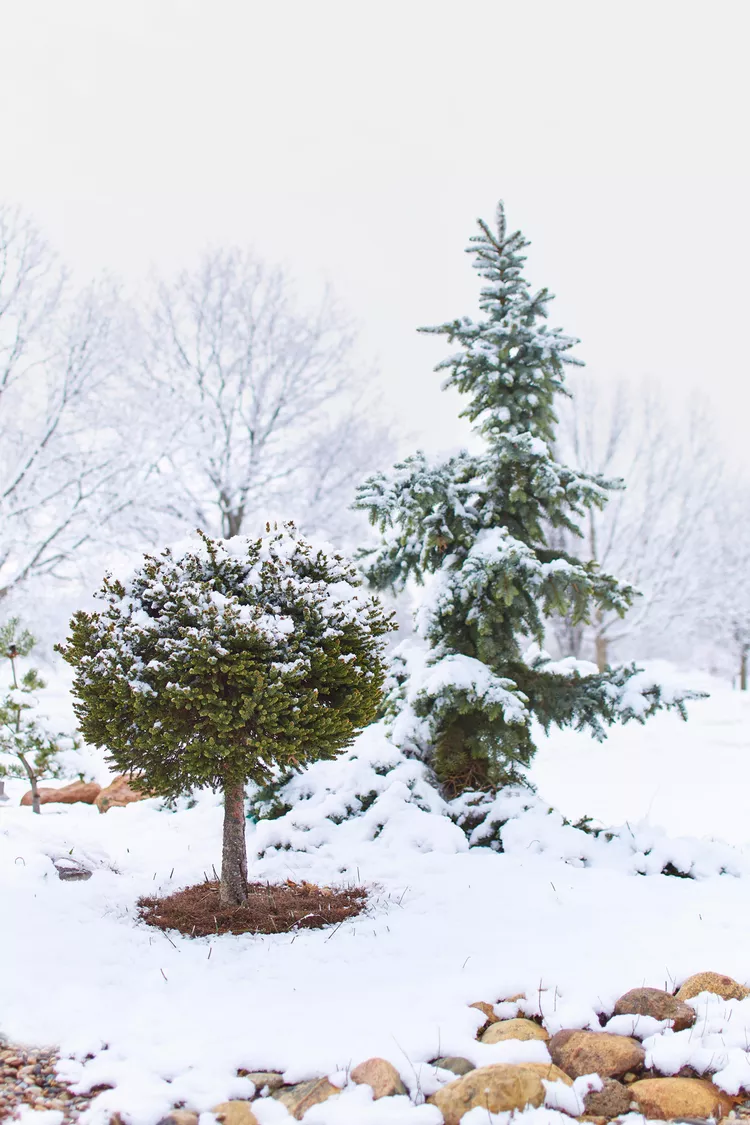 5 Winter Garden Tips for Creating a Spectacular Winter Landscape 