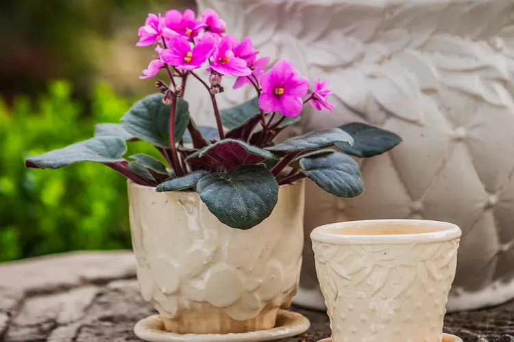 11 Tips for Repotting African Violets to Get More Flowers