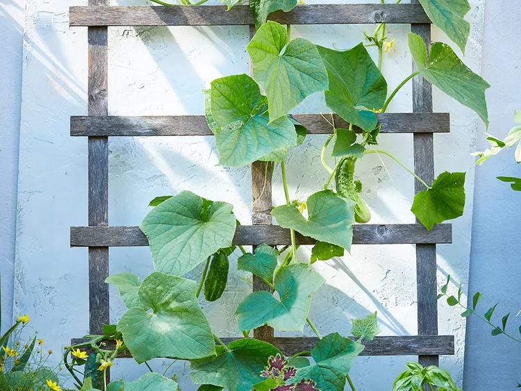 Do Cucumbers Need a Trellis? 5 Expert Tips for Growing Cukes Vertically