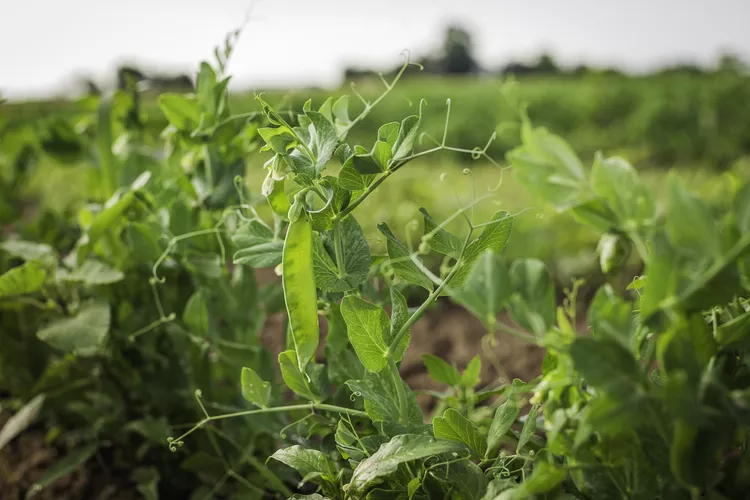 How and When to Harvest Peas at Their Peak