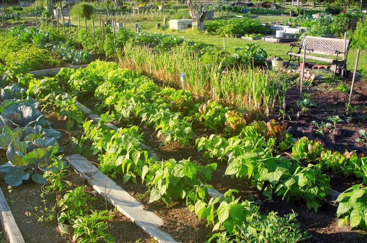 7 Community Gardening Tips to Create a Thriving Plot