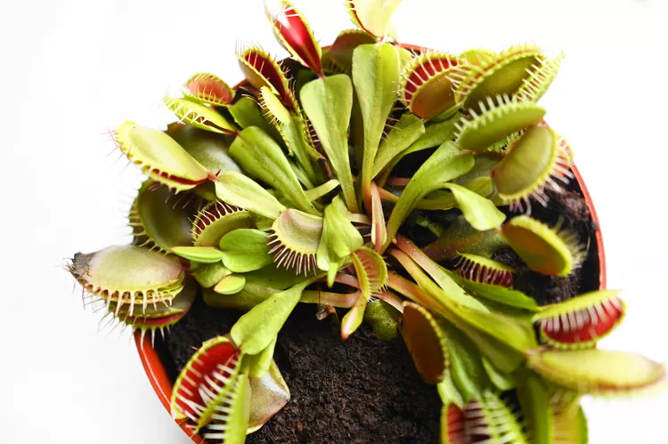 How to Grow a Venus Flytrap as a Houseplant