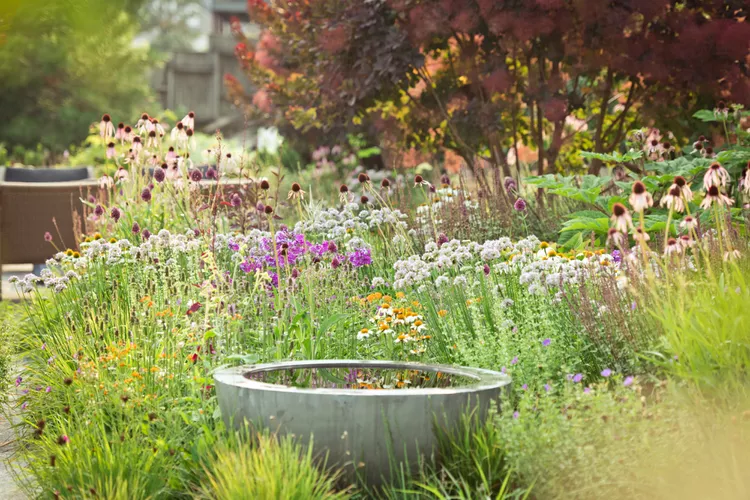 How to Create a Beautiful Pollinator Garden That Supports Butterflies and Bees
