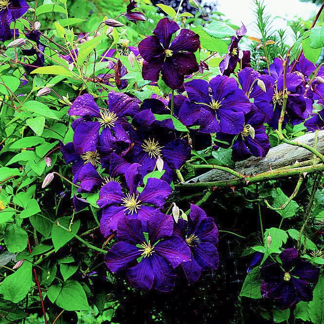 Our Guide to Clematis Care for Show-Stopping Blooms